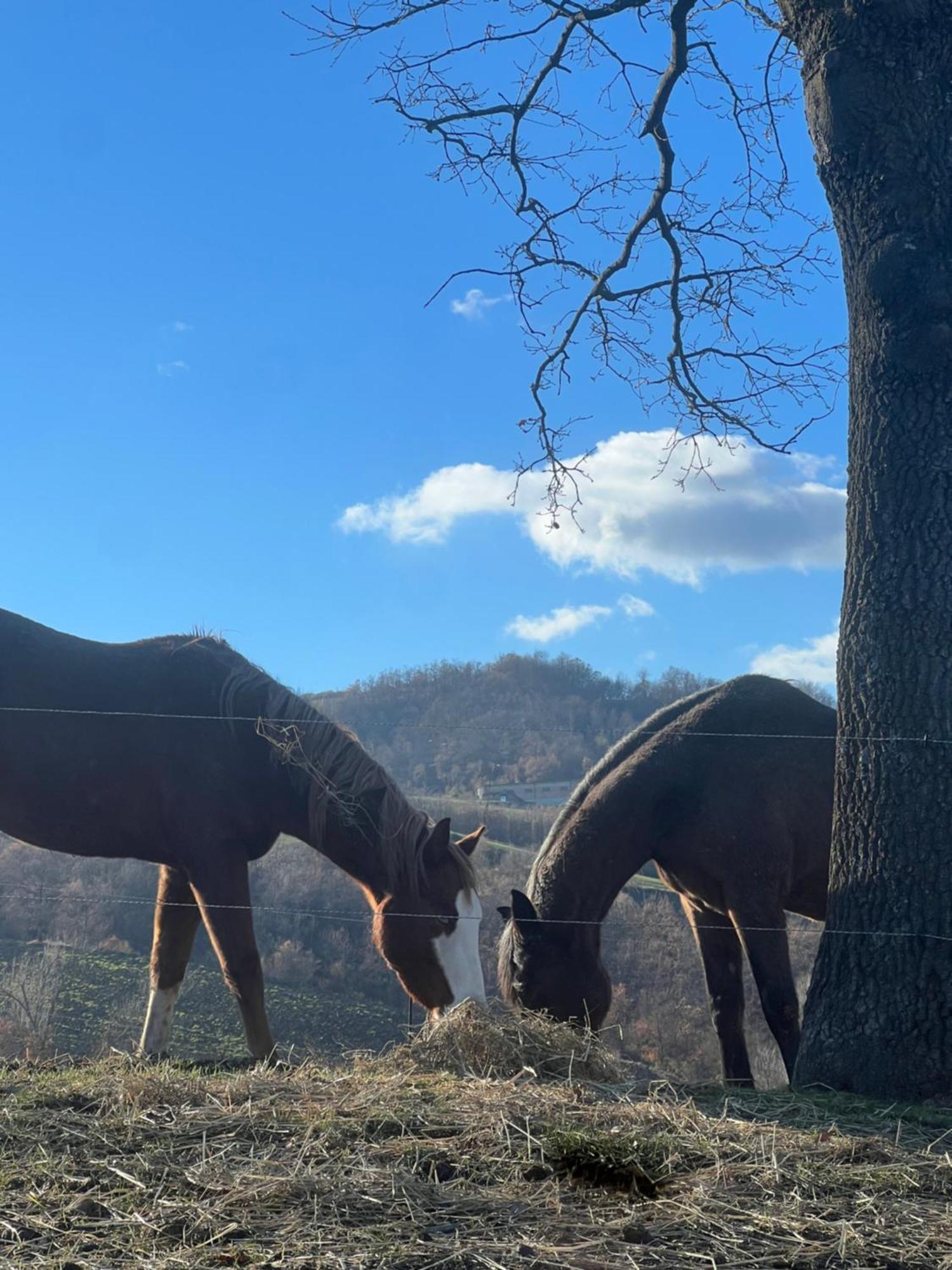 Agriturismo Prato Del Re Prignano sulla Secchia Buitenkant foto