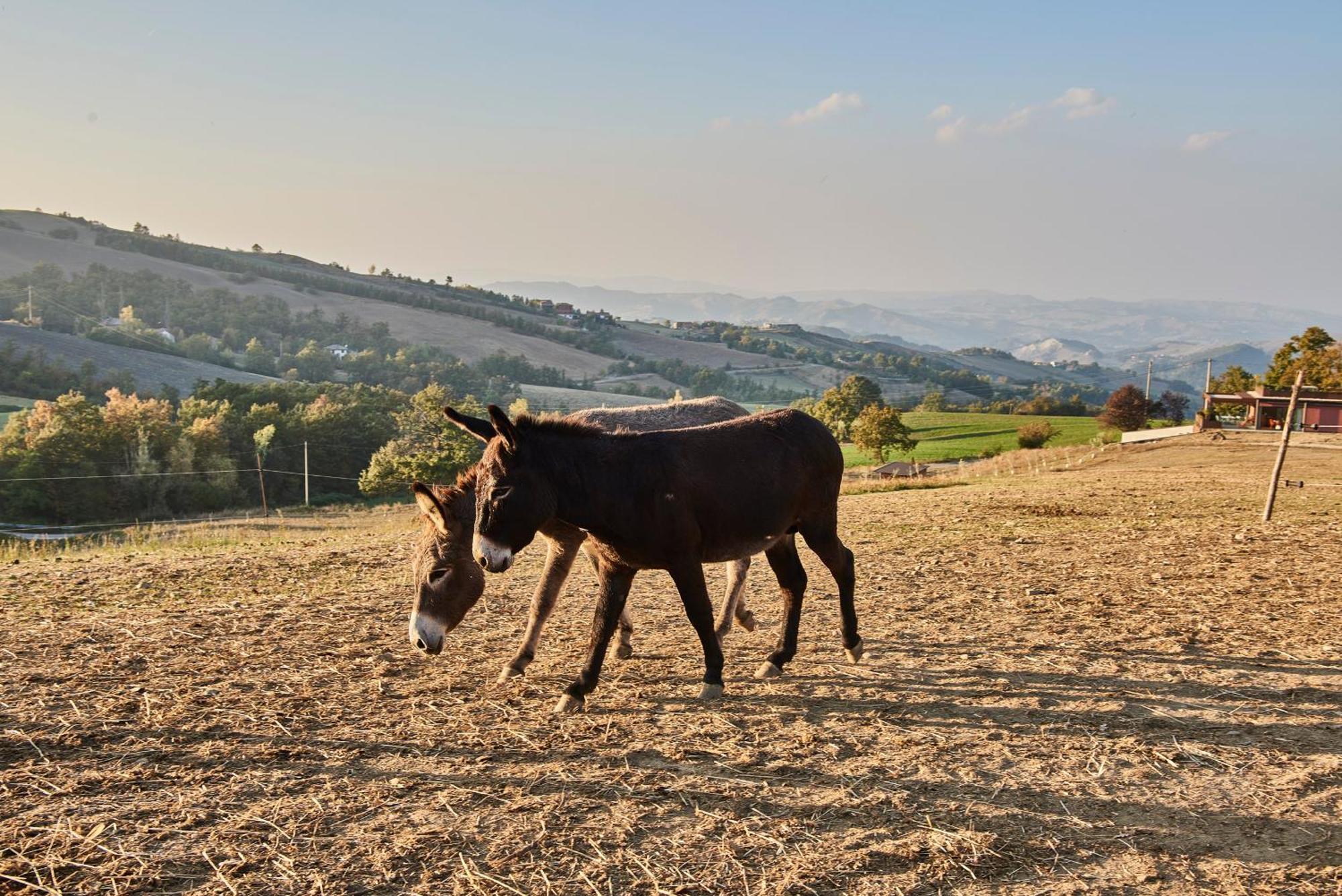 Agriturismo Prato Del Re Prignano sulla Secchia Buitenkant foto